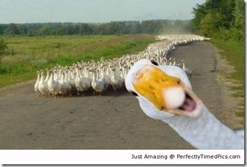 Duck-photobombs-his-friends-resizecrop