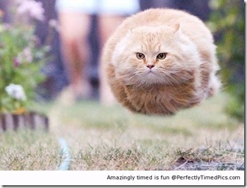 Hover-cat