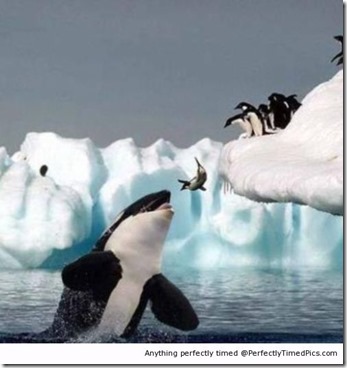 penguin killer whale