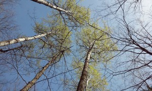 0505161549